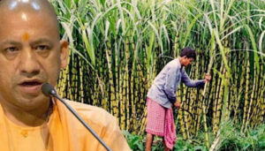 यूपी के सीएम की गन्ना मूल्य में बढ़ोतरी की घोषणा पर कैबिनेट ने लगाई मुहर