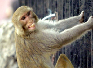 अल्मोड़ा नगर में बंदरों और कुत्तों के आतंक से हैं परेशान लोग