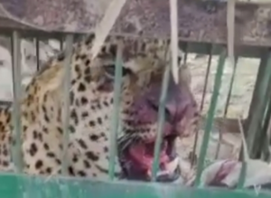 पिछले कई दिनों से बनी हुई थी दहशत – सुबह 5 बजे तक पिंजरा था खाली