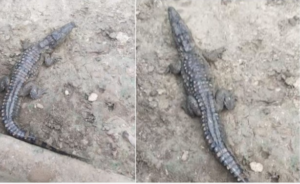 यूपी के आगरा में ग्रामीणों को खतरा ,पहुंच रहे घर में मगरमच्छ