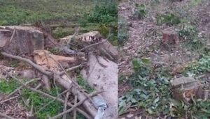 जंगल में देवदार के पेड़ों का अवैध कटान का मामला आया सामने