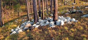 आकाशीय बिजली गिरी, चपेट में आने से 350 भेड़- बकरियां जलकर मरी