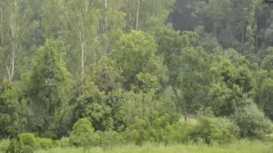 उत्तराखंड में हटेंगे वन भूमि पर बने धर्म स्थल, विभाग दोबारा करेगा चिह्नीकरण