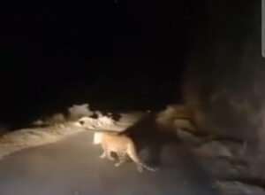 बिग न्यूज़ : घास काटने गई महिला को गुलदार ने बनाया निवाला! शव बरामद