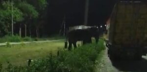 लच्छीवाला टोल टैक्स पर फिर पधारे आधी रात में गजराज