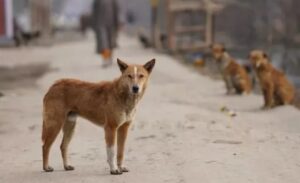 UP : आवारा कुत्तों का आतंक, आगरा में 8 साल की बच्ची को काटा, हुई मौत