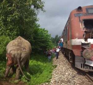 रेलगाड़ी की चपेट में आने से एक मादा हाथी गंभीर रूप से घायल