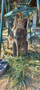 घायल हाथी के बच्चे की हालत में आया थोड़ा सुधार