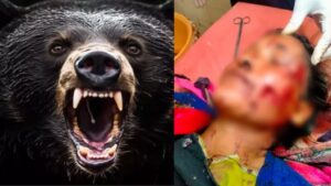 यहां महिला पर झपटा भालू; हमला कर चेहरे का कर दिया बुरा हाल…