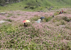 प्रकृति प्रेमियों के लिए एक जून से खुलेगी फूलों की घाटी