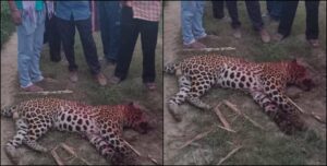 किसान पर हमला कर गुलदार ने दी अपनी मौत को दावत, किसान के वार से मरा गुलदार