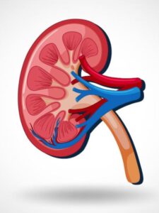 Kidney Damaging Habits: ये 5 आदतें चुपके-चुपके कर रही हैं आपकी किडनी को खराब!