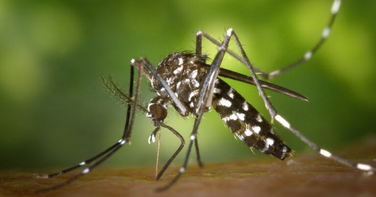 Delhi Dengue Death Case