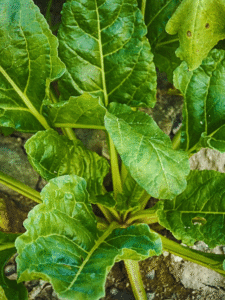 बालों की लंबाई और घनापन बढ़ाने में मददगार है पालक