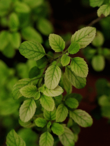 सूखी तुलसी का क्या करें?