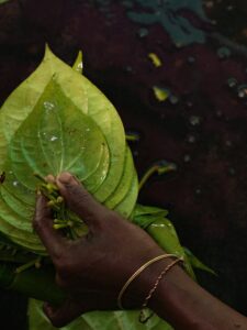 पान के पत्ते के अद्भुत फायदे