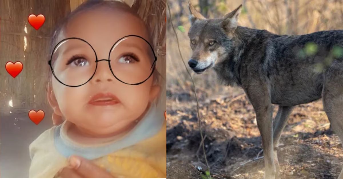 Bahraich Wolf Attack