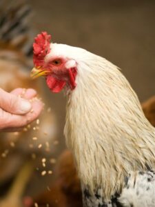 पहले मुर्गी आई या अंडा?