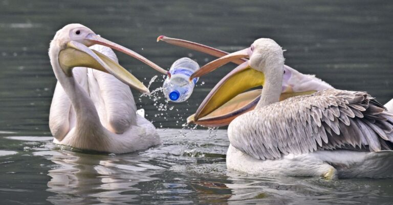 Plastic Pollution