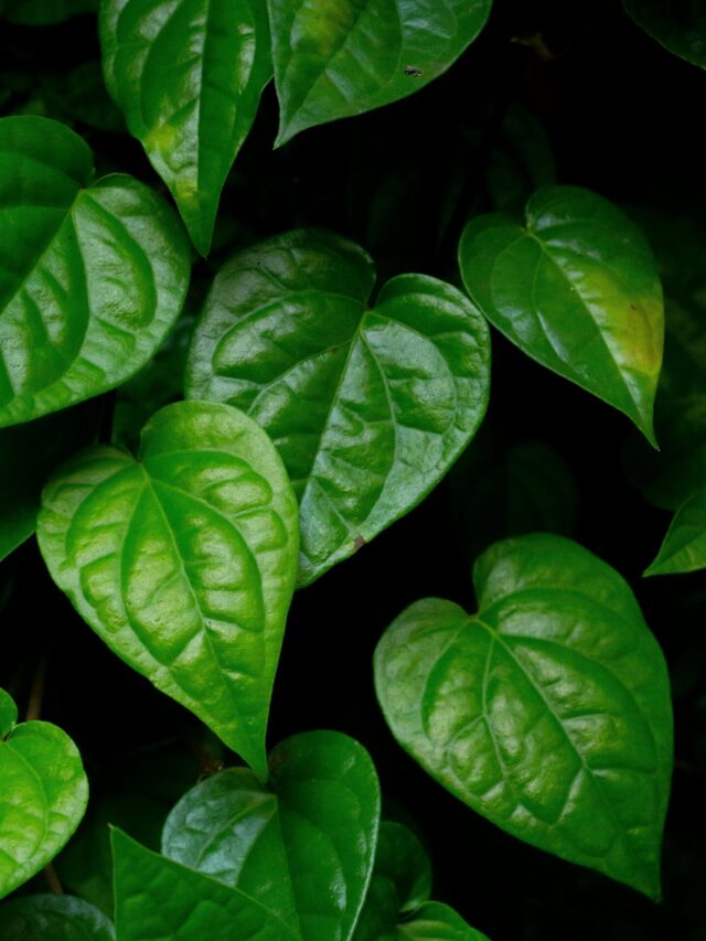 पान के पत्ते से कब्ज की समस्या मिनटों में हो सकती है दूर?