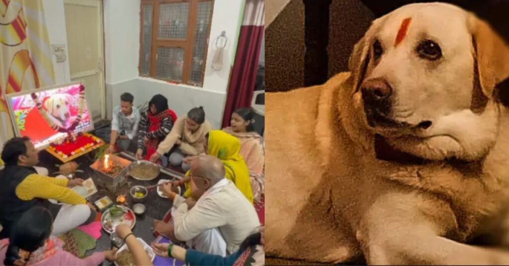 Agra News: आगरा में पालतू कुत्ते टाइगर को बेटे की तरह दी गई अंतिम विदाई