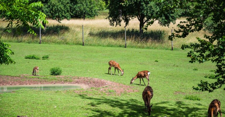 Delhi Zoo में शुरू होगी ‘वन-डे एनिमल एडॉप्शन’ योजना