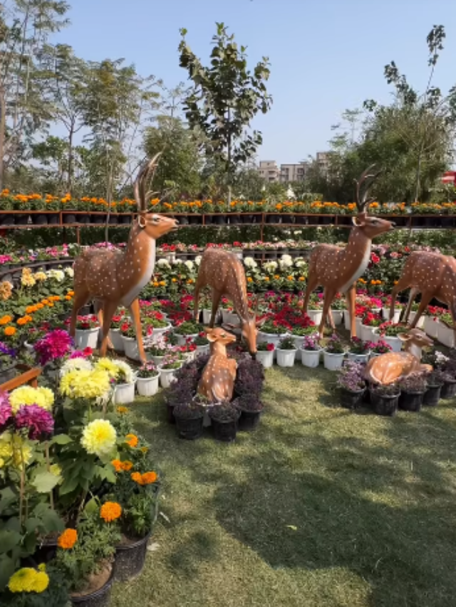 नोएडा फ्लावर फेस्टिवल की 19 फरवरी से होगी शुरुआत