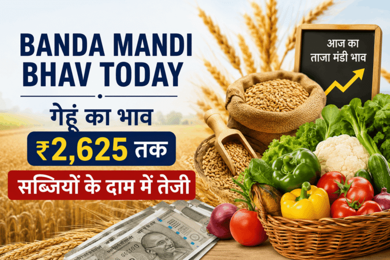 Banda Mandi Bhav Today: गेहूं का भाव ₹2,625 तक, सब्जियों के दाम में तेजी