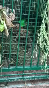 Moradabad Leopard Terror: 50 गांवों में दहशत