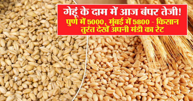 आज का गेहूं भाव देखने का सही तरीका