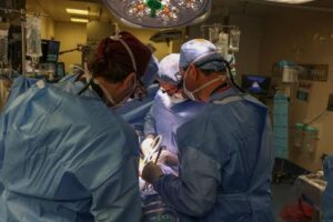 Xenotransplantation: Genetically Modified Pig Kidney Marks Major Breakthrough in Human Transplants