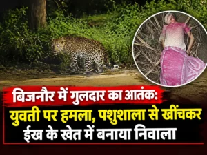 बिजनौर में गुलदार का आतंक, युवती पर हमला और ईंख के खेत में खींचकर ले जाने की घटना