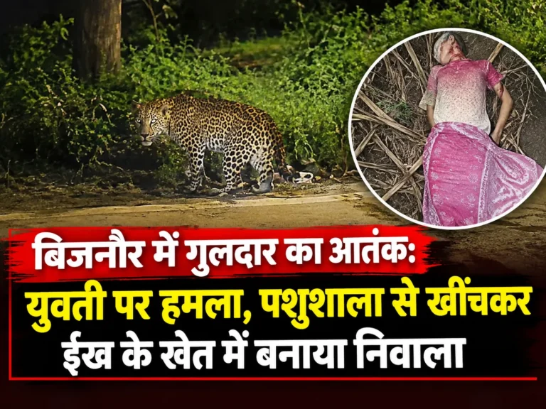 बिजनौर में गुलदार का आतंक: युवती पर हमला, पशुशाला से खींचकर ईंख के खेत में बनाया निवाला