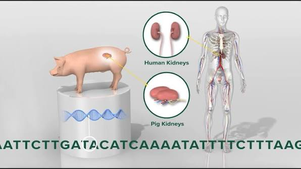How Are Pig Kidneys Genetically Modified?