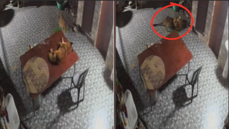 Rudraprayag Leopard Attack: घर के आंगन में घुसा तेंदुआ, कुत्ते ने किया जोरदार मुकाबला