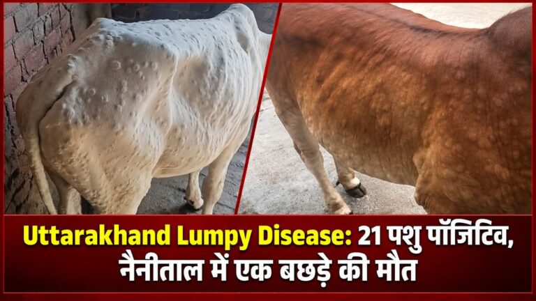 Uttarakhand Lumpy Disease: 21 पशु पॉजिटिव, नैनीताल में एक बछड़े की मौत