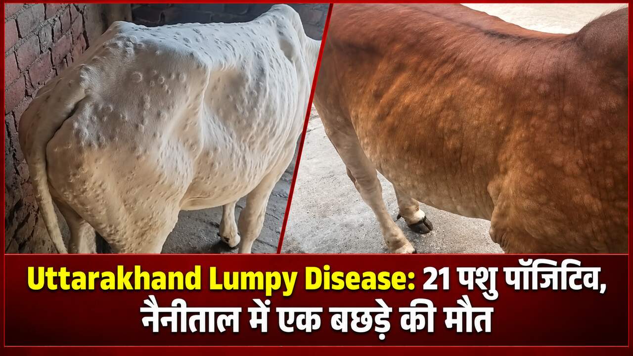 Uttarakhand Lumpy Disease: 21 पशु पॉजिटिव, नैनीताल में एक बछड़े की मौत